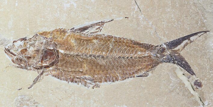 Cretaceous Fossil Fish (Nematonotus) - Lebanon #48526